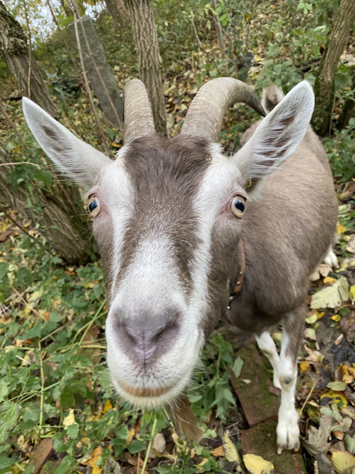 Rosi, angekommen im Fichtelgebirge ... Rosi, angekommen im Fichtelgebirge ...
