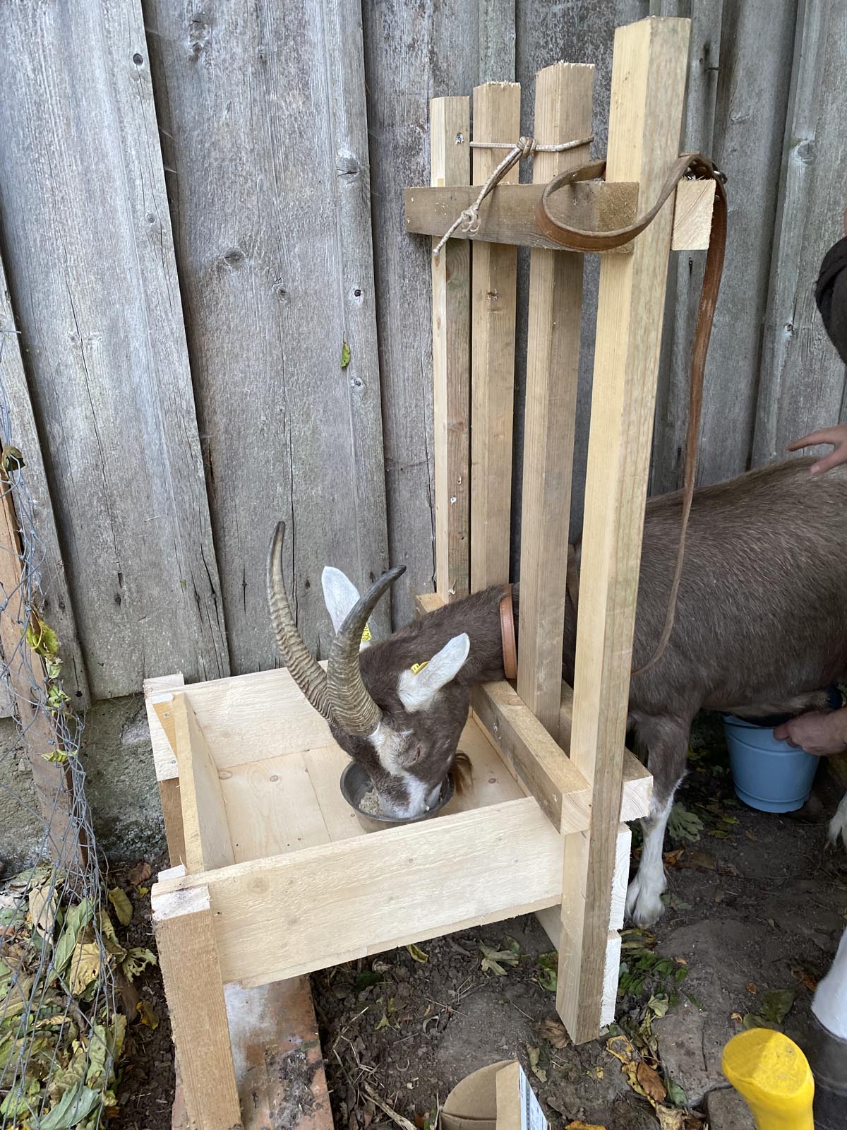 passt der Rosi wie angegossen passt der Rosi wie angegossen